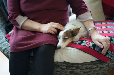 battersea dogs home donation|Donate in memory .